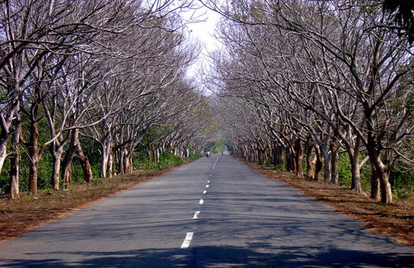 Puri to Konark﻿ road